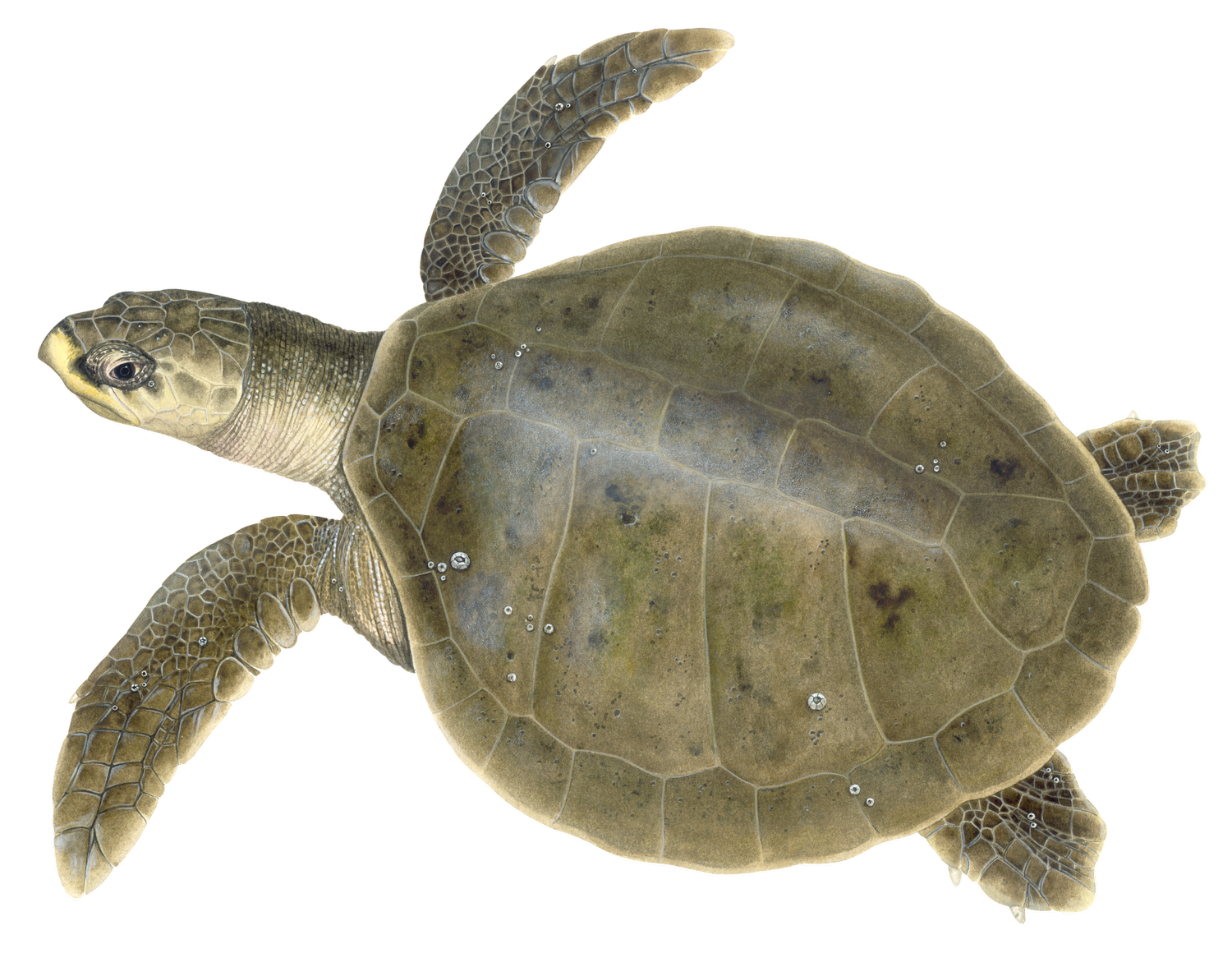 Learn About Sea Turtles — Upwell