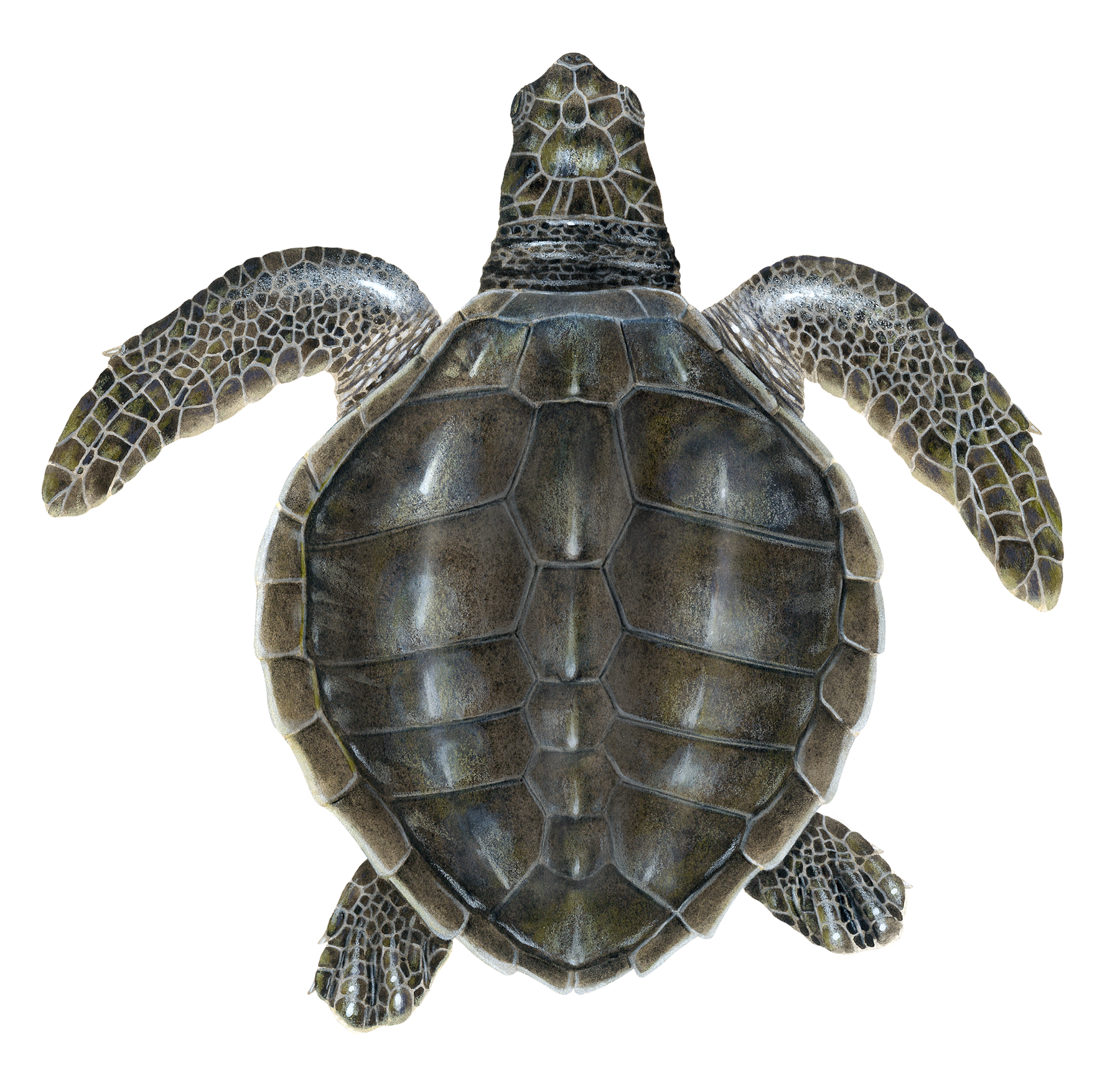 Juvenile Olive Ridley Sea Turtle