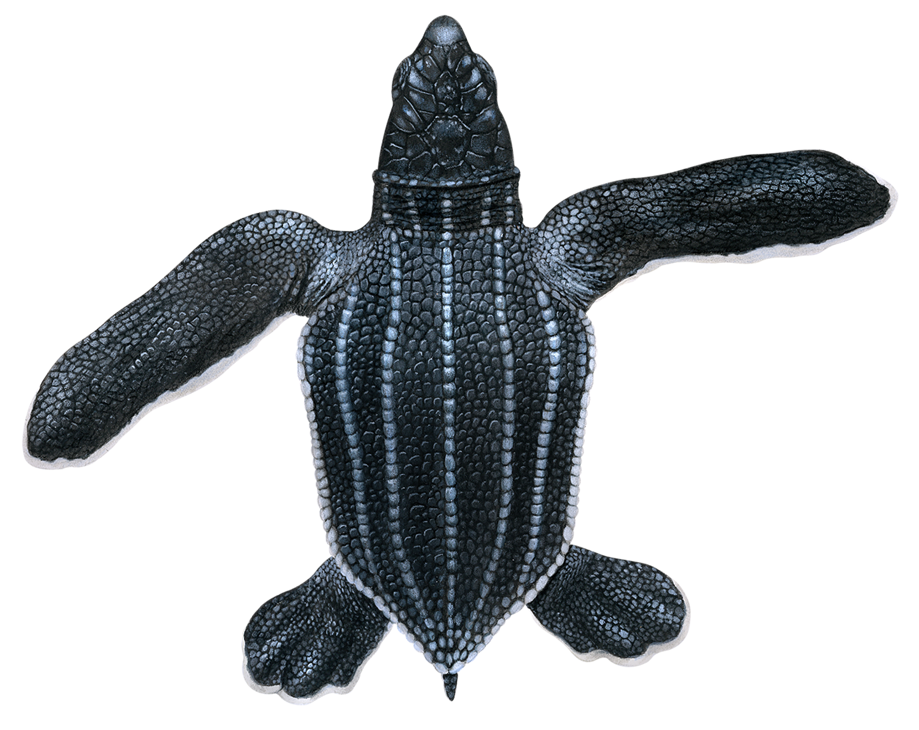 Leatherback Hatchling