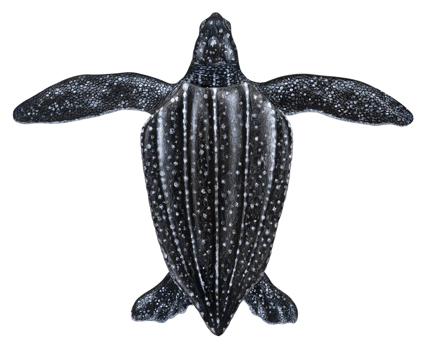 Juvenile Leatherback Sea Turtle