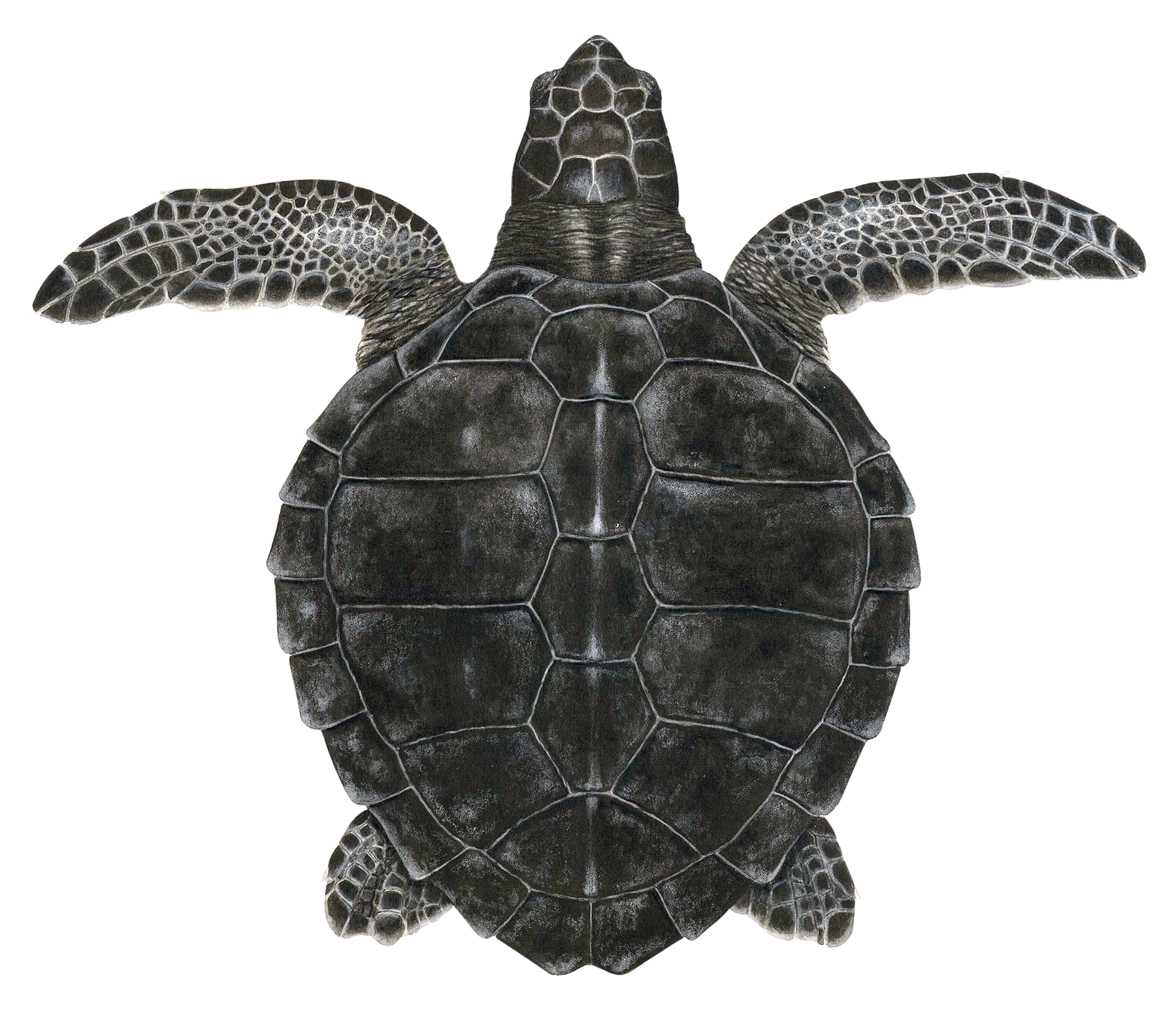 Juvenile Kemp's Ridley Sea Turtle