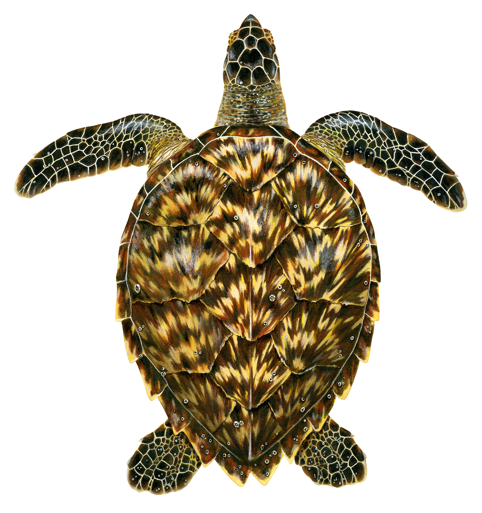 Juvenile Hawksbill Sea Turtle