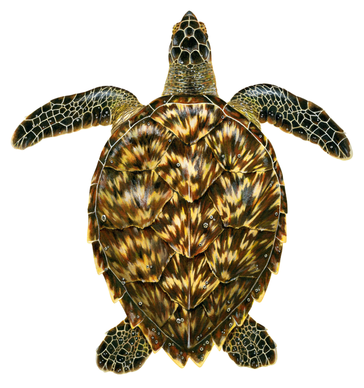 Sea turtle hawksbill Evolutionary History