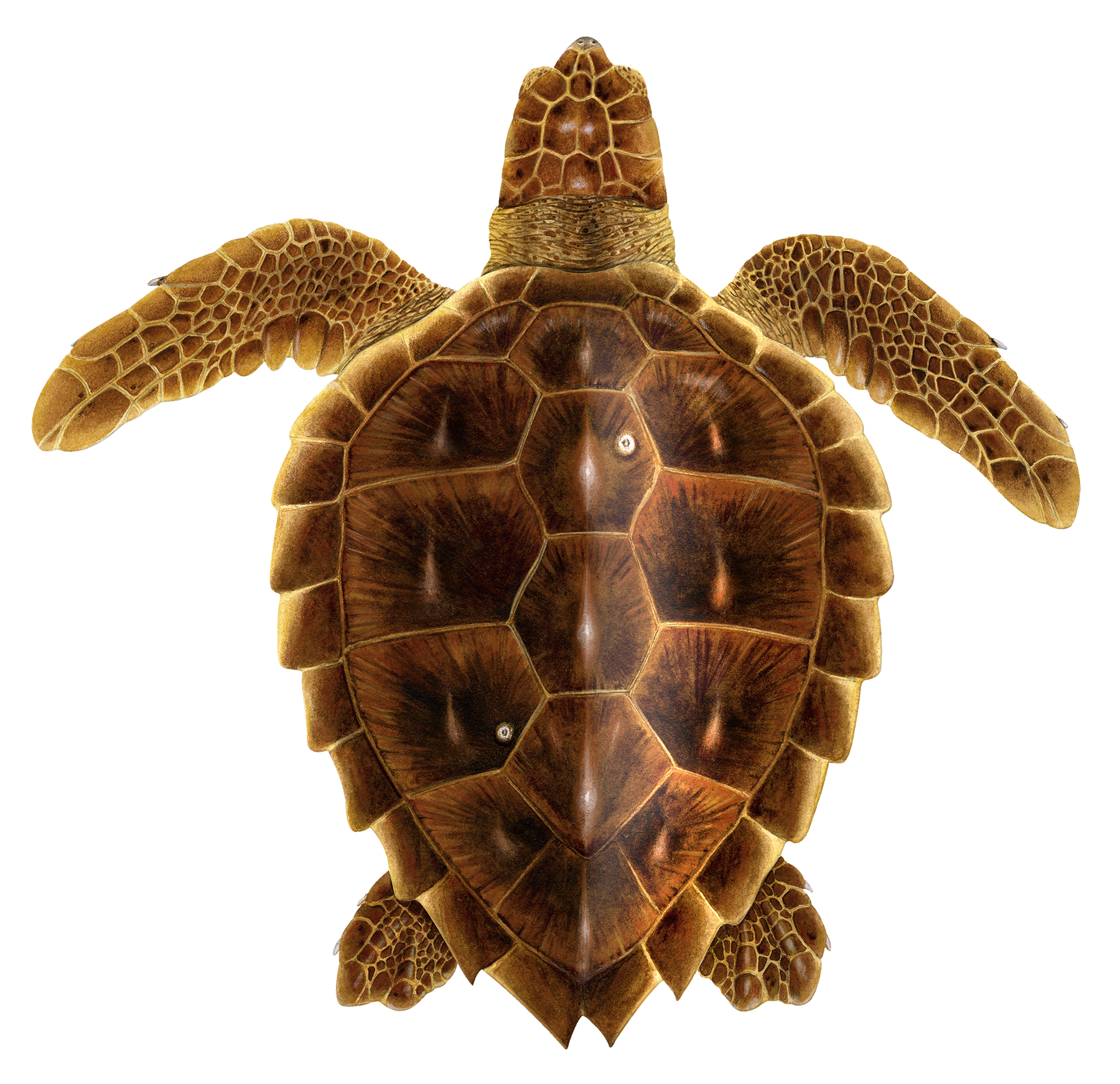 Juvenile Loggerhead Sea Turtle