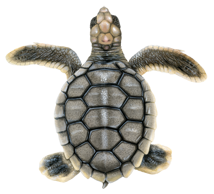 What is the classification of a flatback turtle?