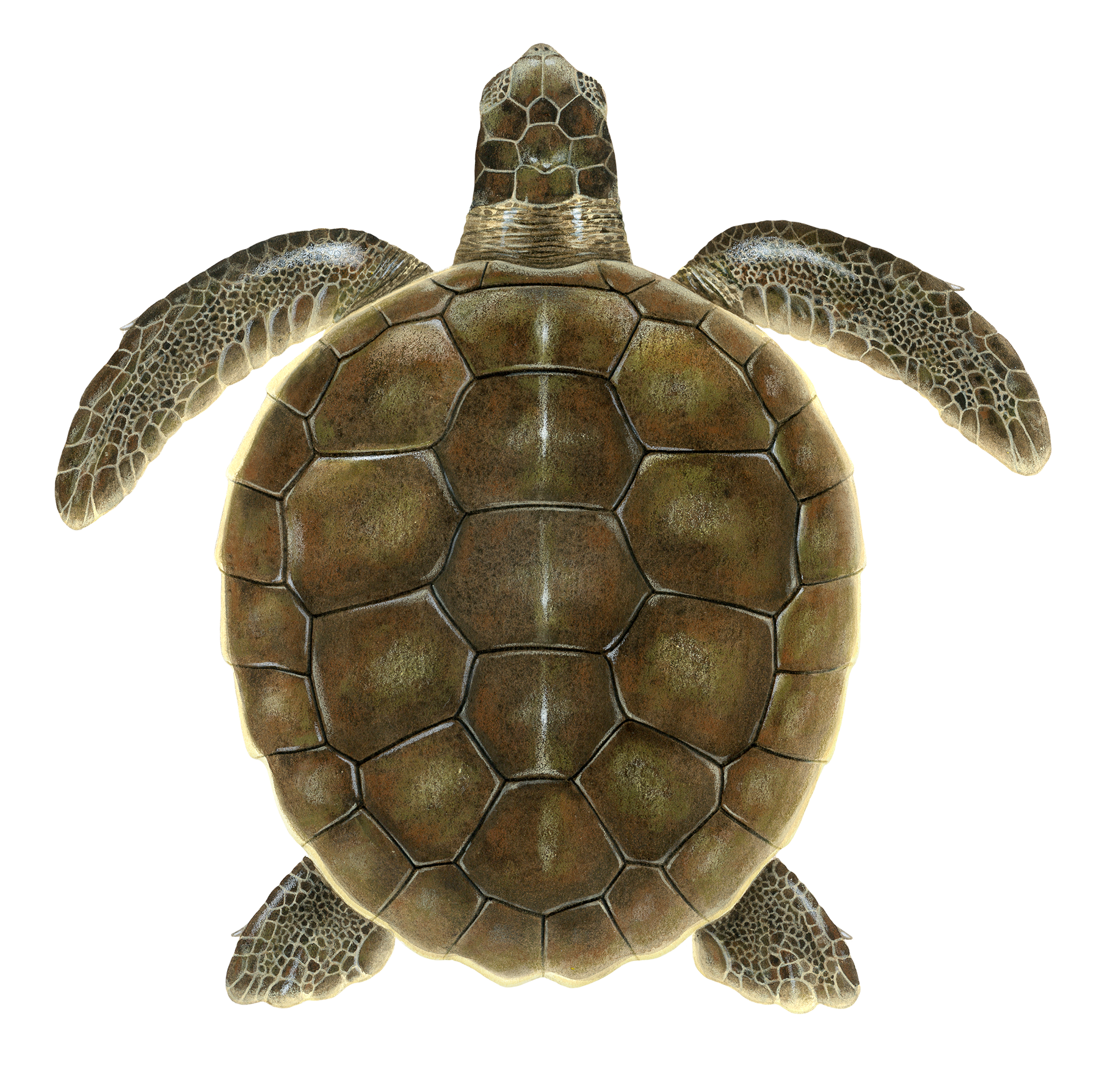 Juvenile Flatback Sea Turtle