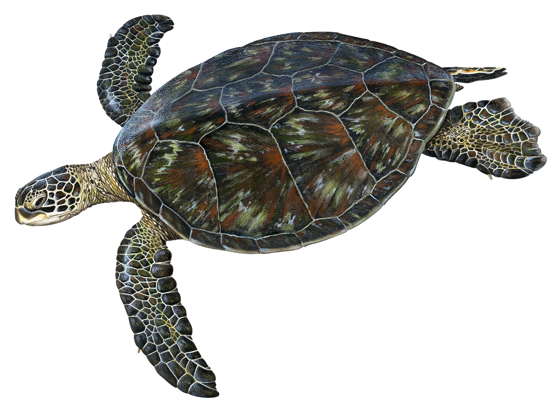 Adult Black Sea Turtle