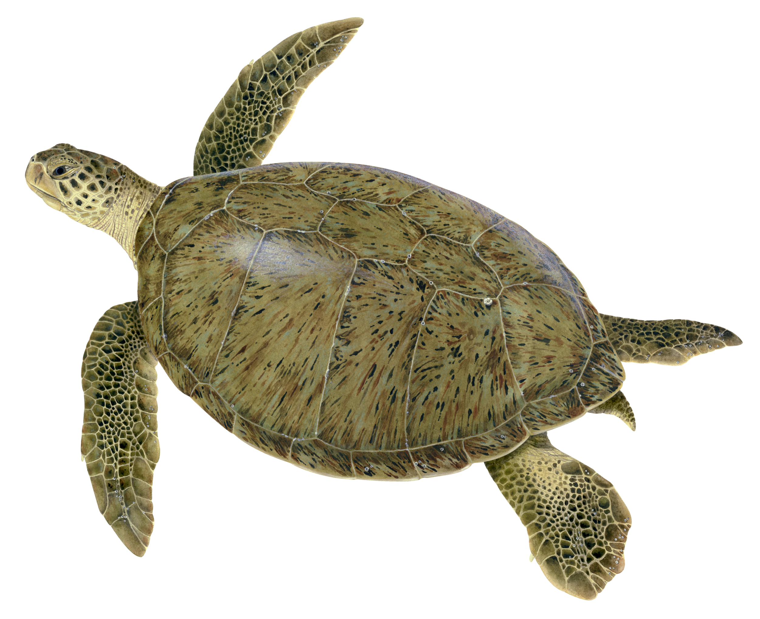 Adult Green Sea Turtle
