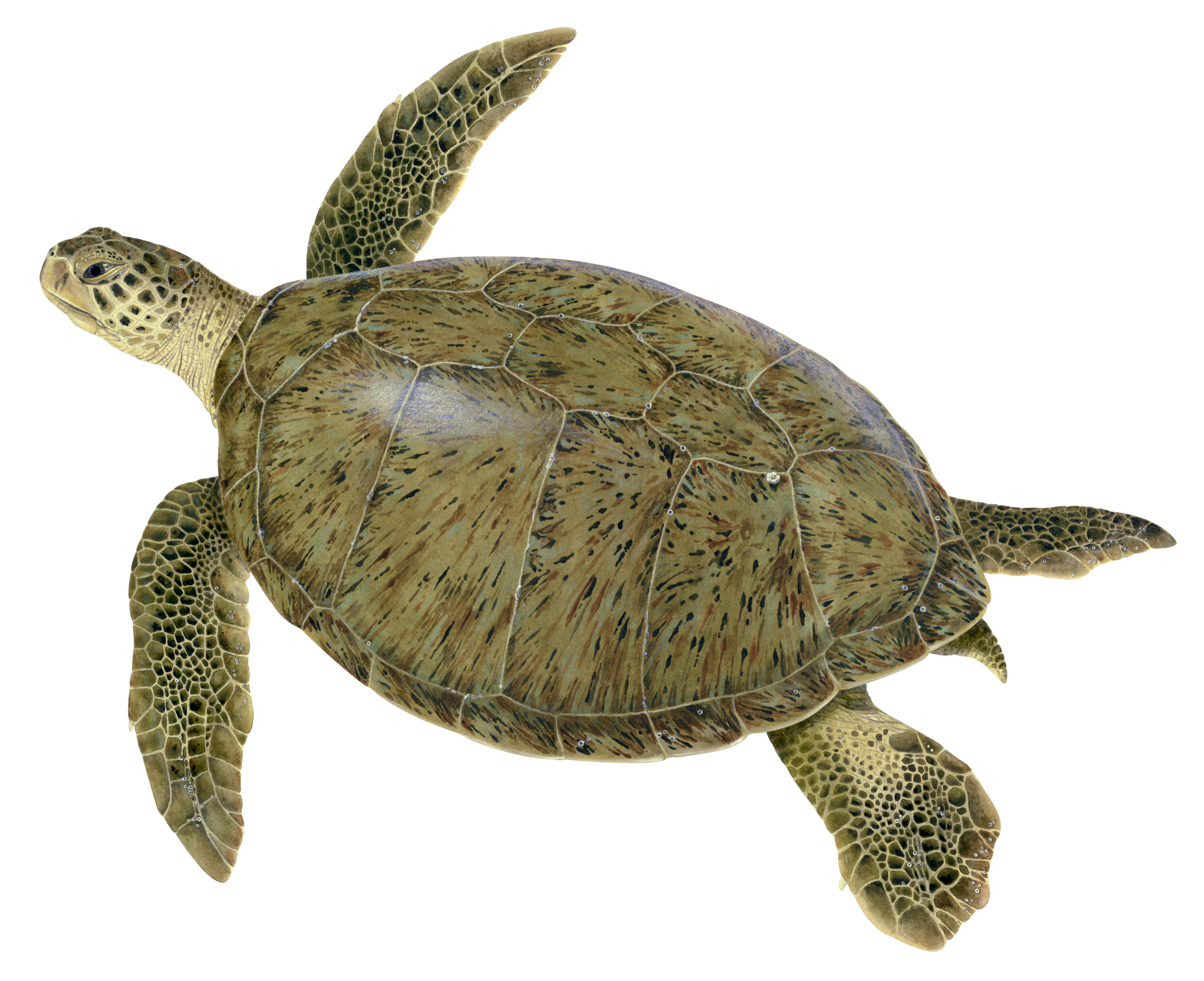 Green Sea Turtle — Upwell