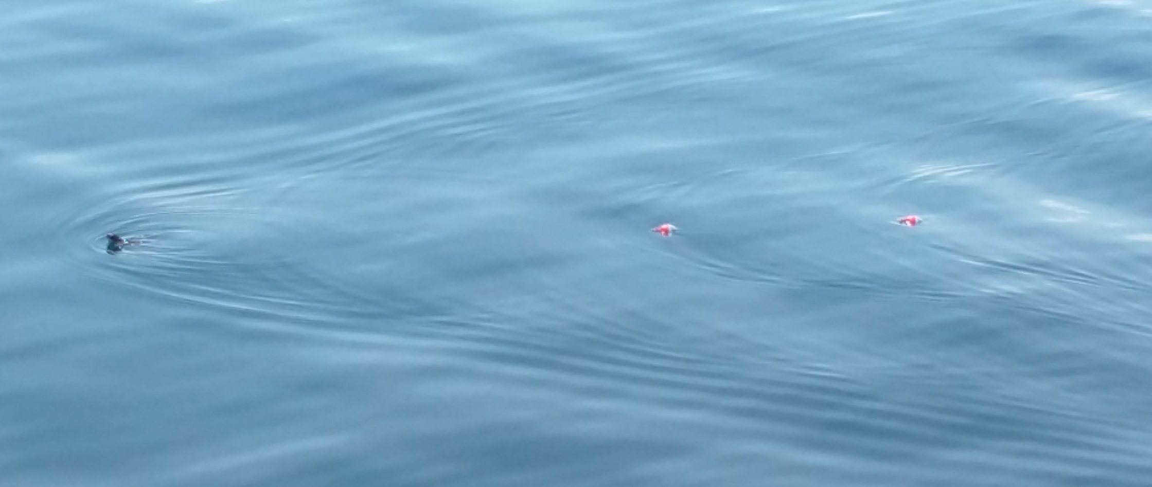 Figure 1: Tracking a leatherback hatchling Photo credit: Allan Doyle