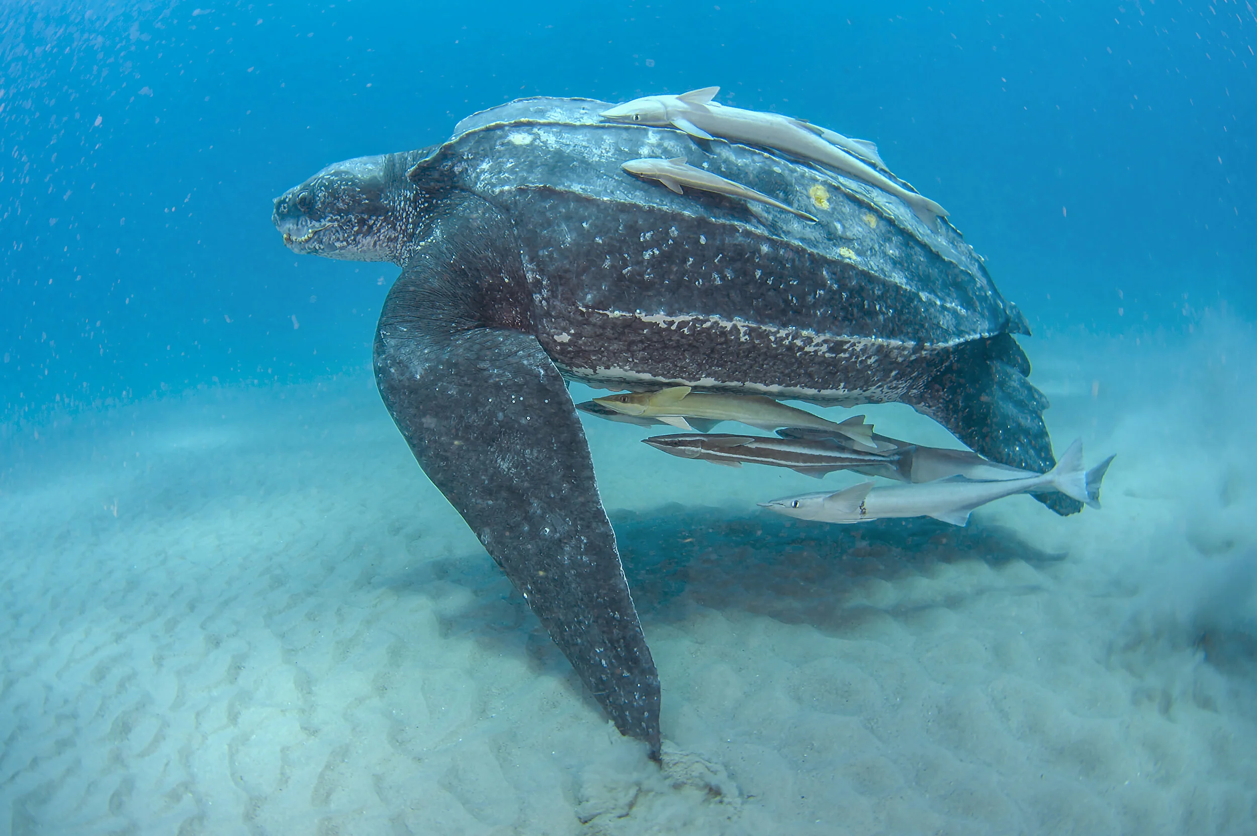 Welcoming the Wanderer at Carmel Craft Brewing Company