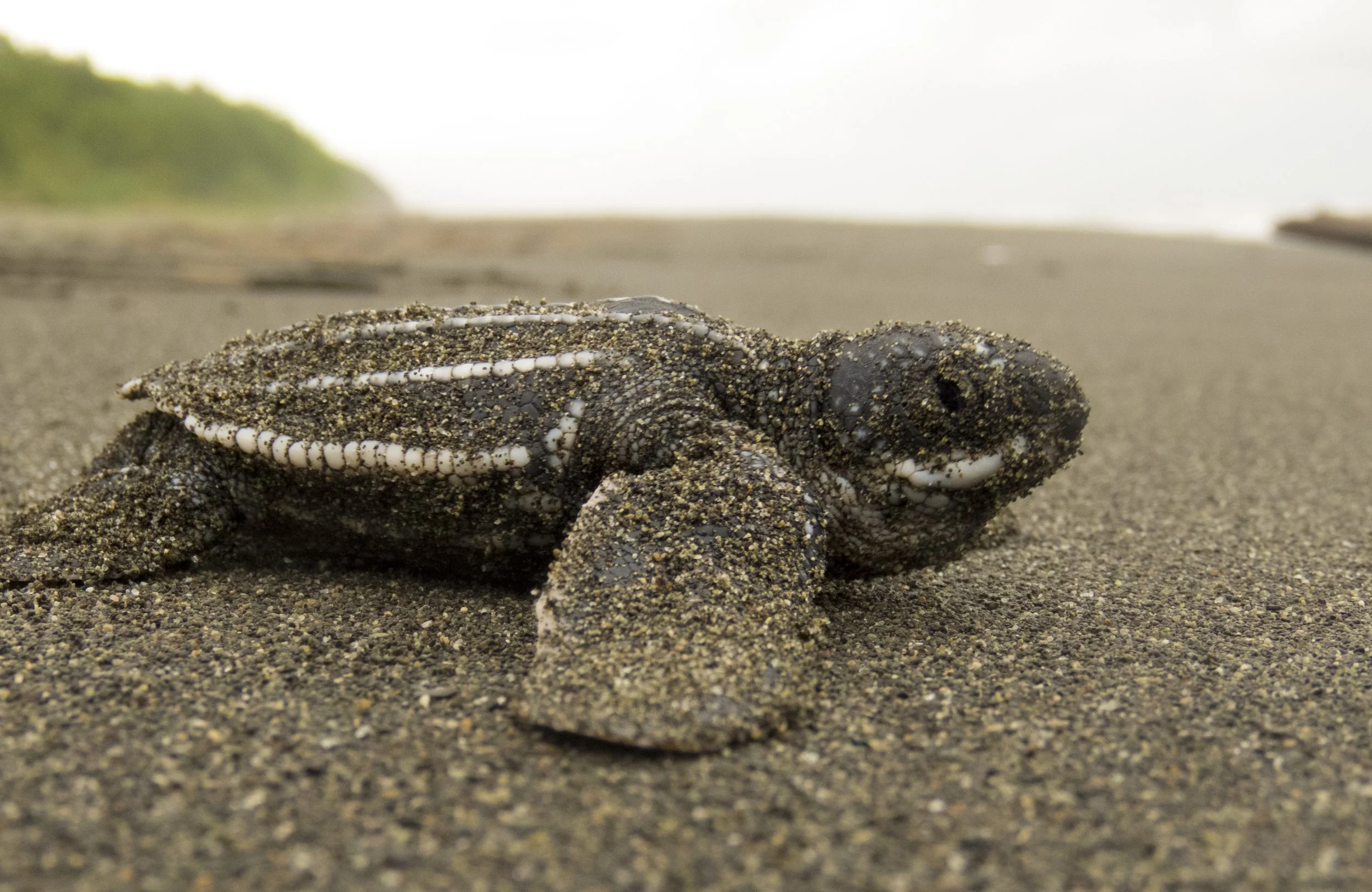 Meeting your Heroes in a Virtual World