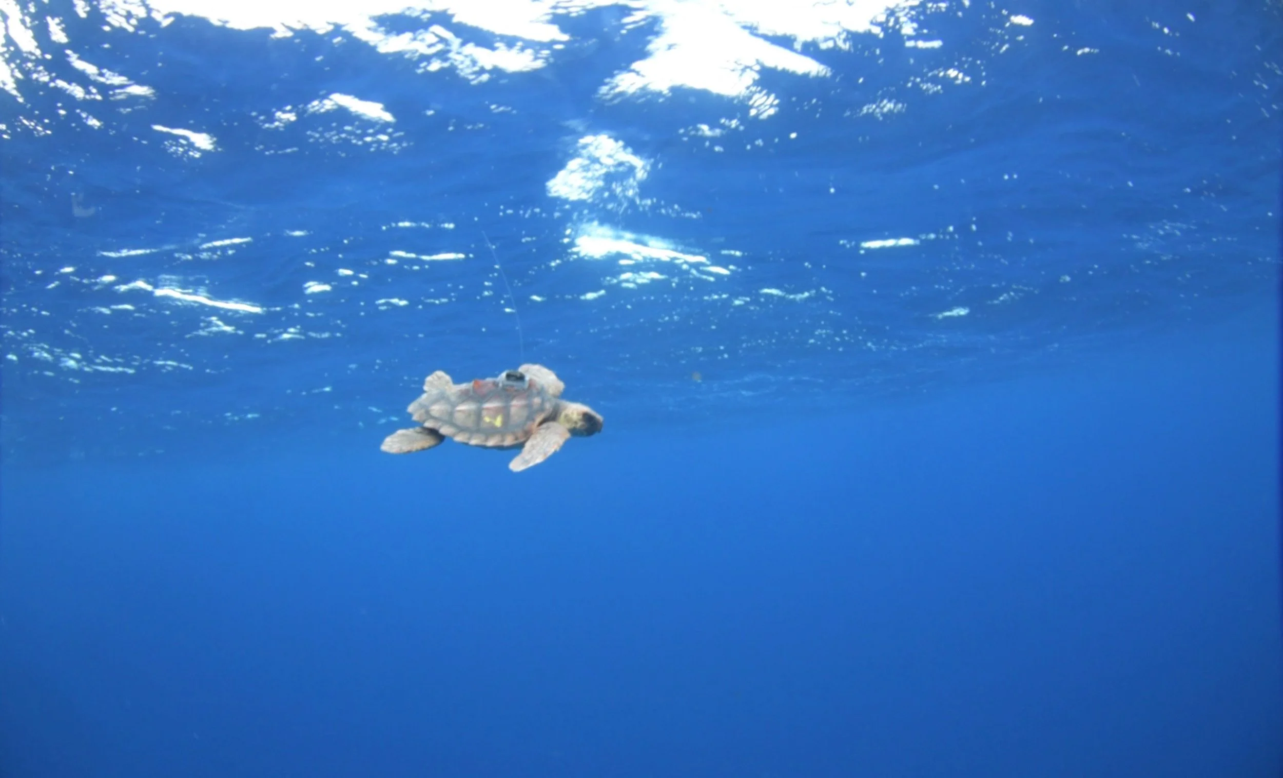 Update from the field: The little turtle that could