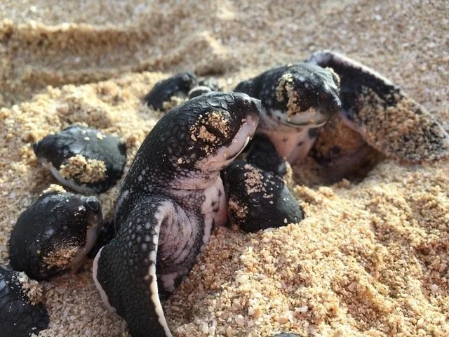 Leatherback hatchlings in a changing world