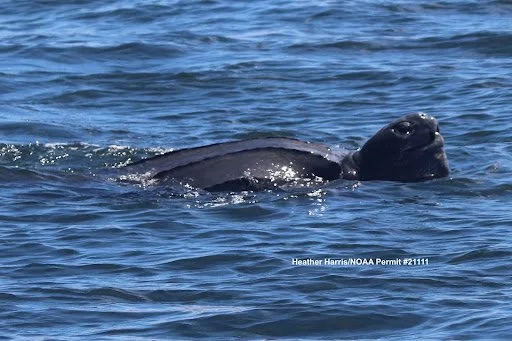 More Nausea and Curiosity: A research assistant monitoring West Pacific leatherbacks in the California Current