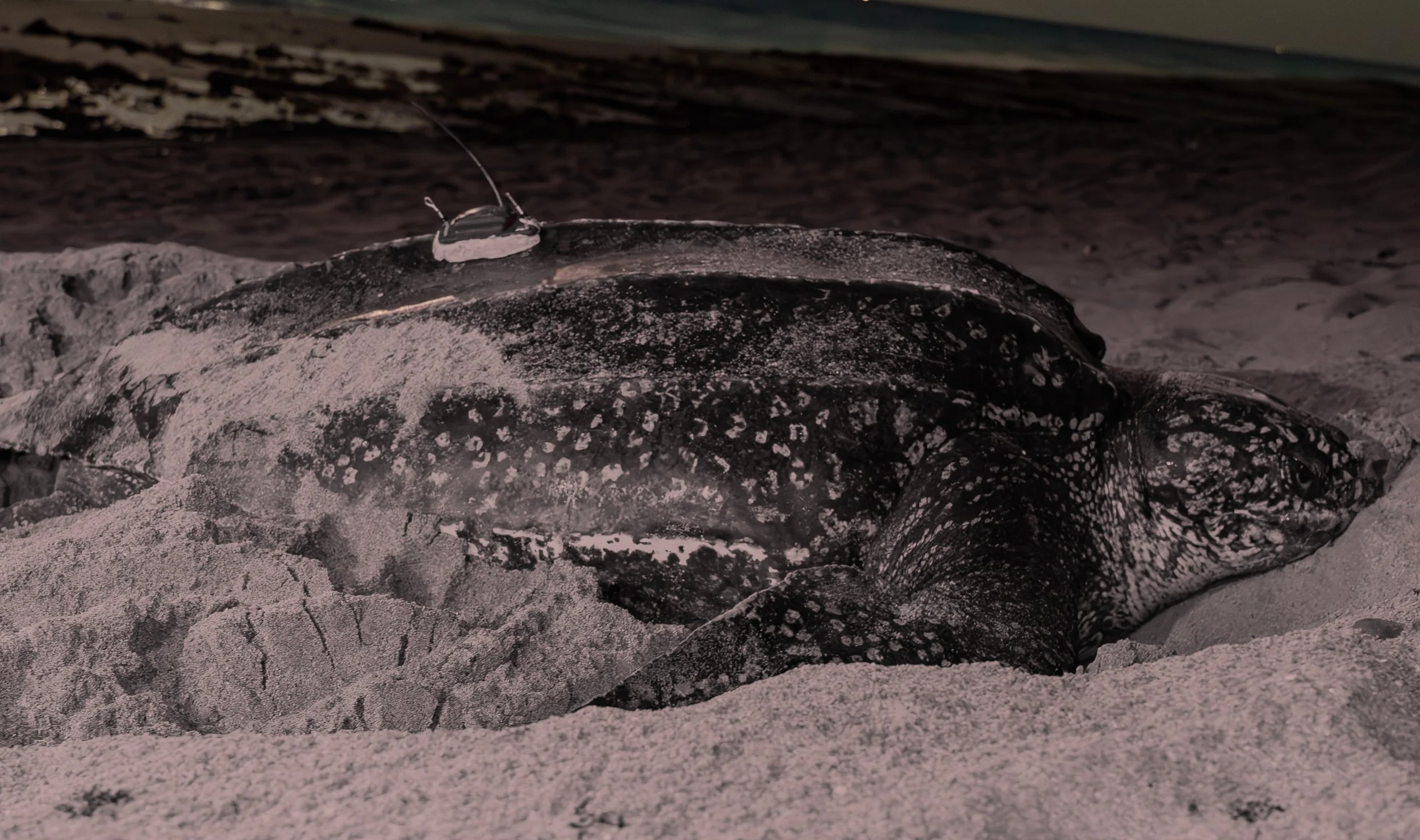 Monitoring Nesting Leatherbacks in Florida — Upwell