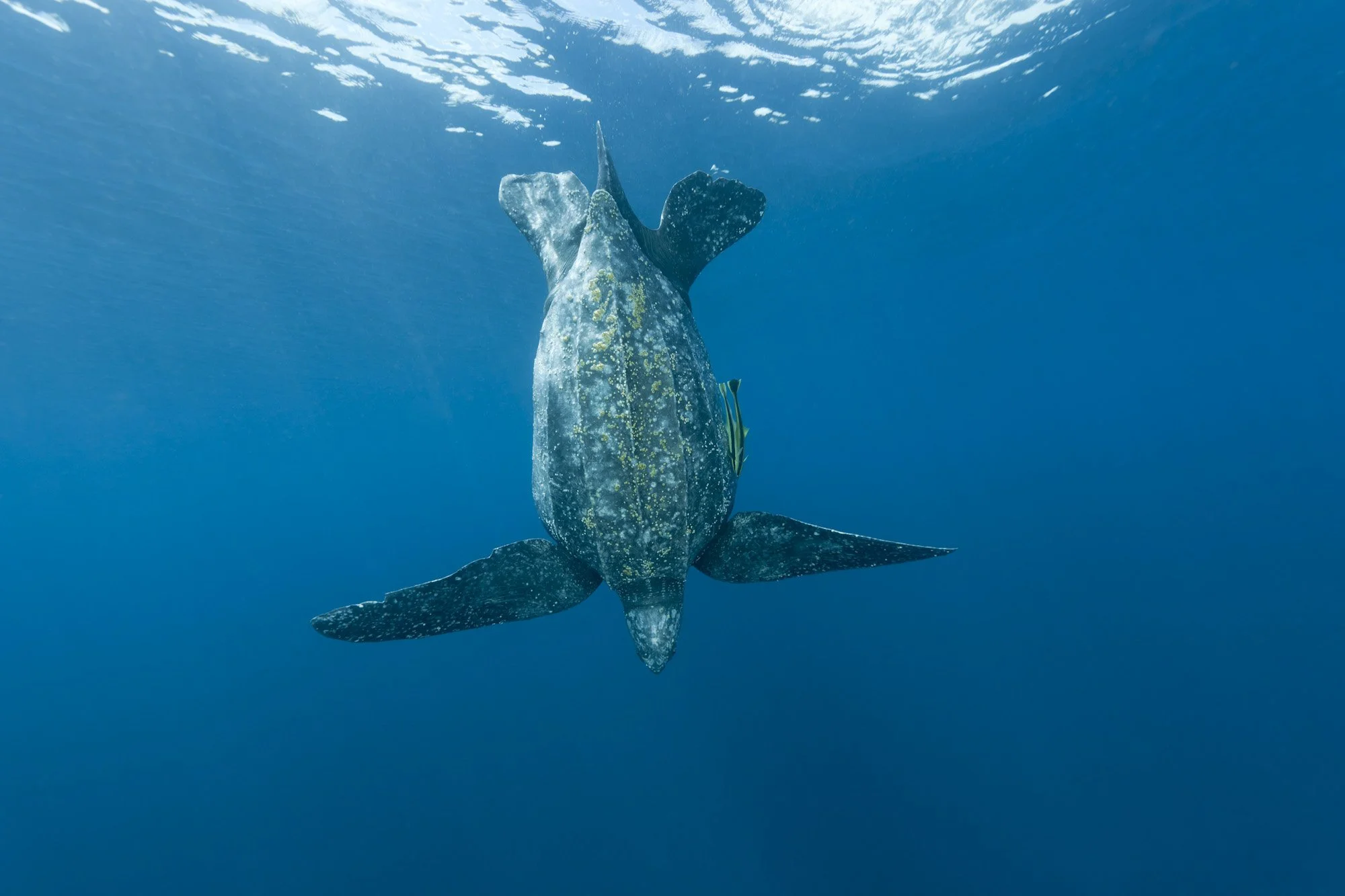 Machine Learning Turtles Using Machine Learning to Understand Turtles’ Lives at Sea — Upwell