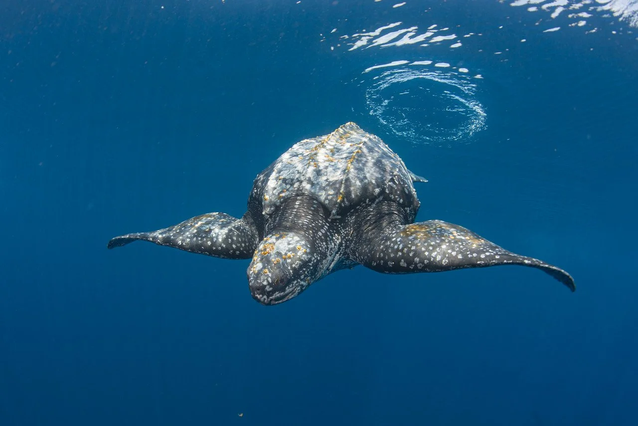 Press Release: Novel Research Takes Marine Conservation Tools to a New Dimension