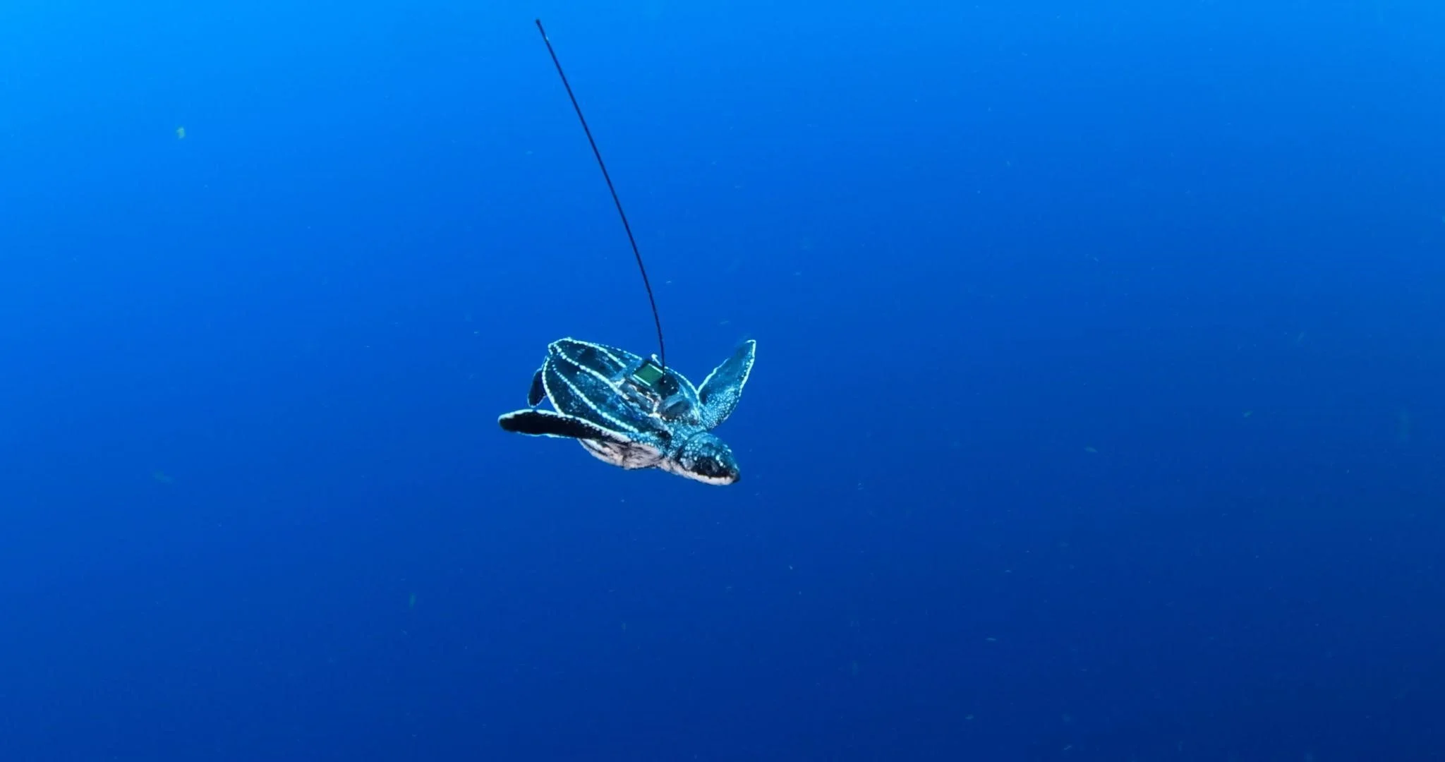 Following Tiny Turtles at Sea: Tag Tech