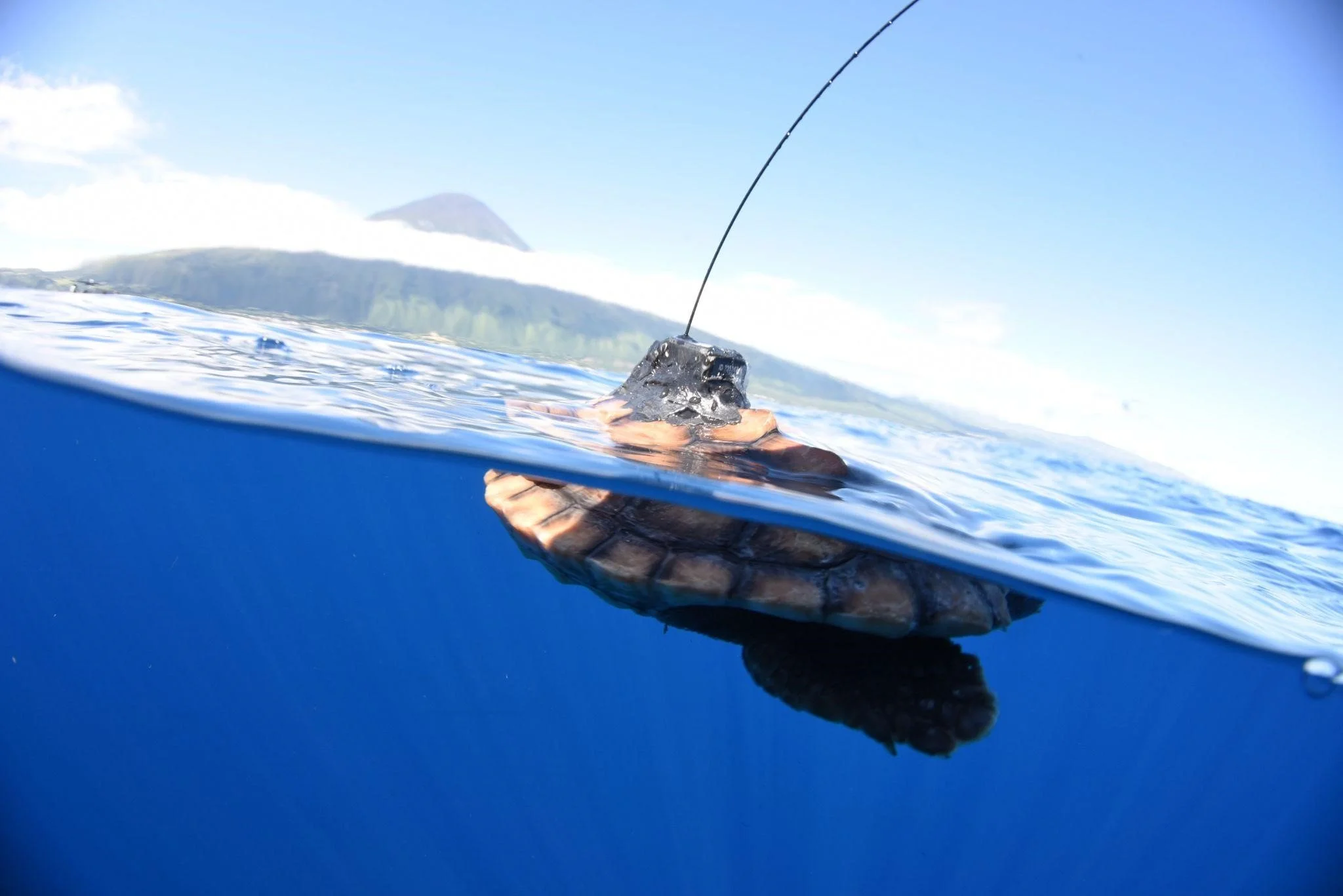 Following Tiny Turtles at Sea Part II: Tag Deployment 