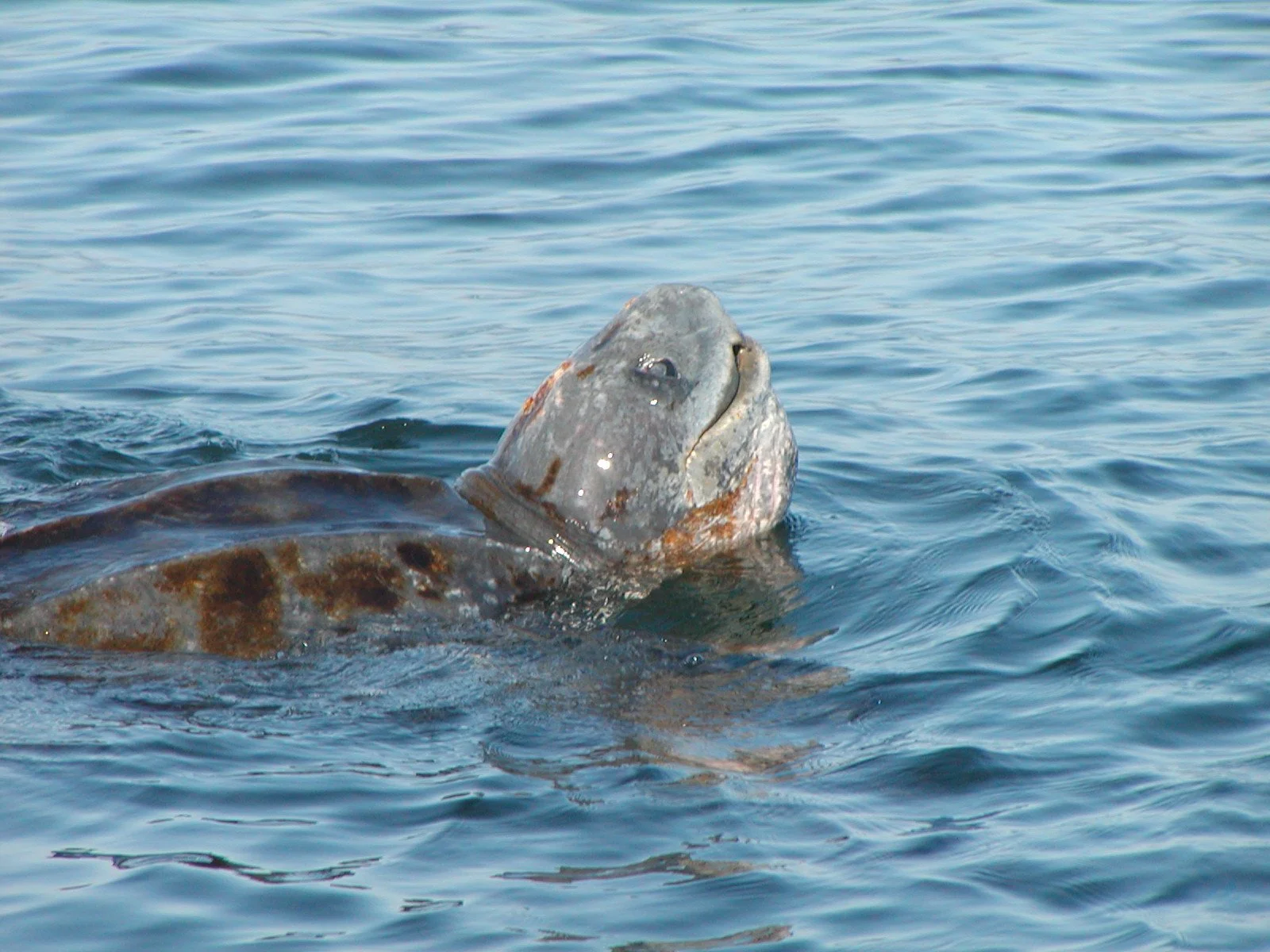 Looking for Leatherbacks - The Web Series!