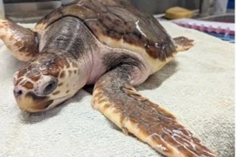 Meet the Turtles Tagged in France