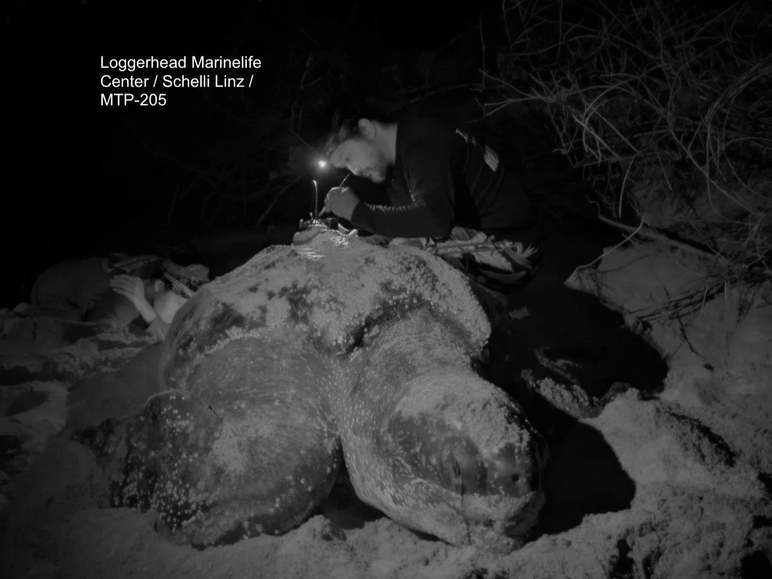 2 adult leatherbacks