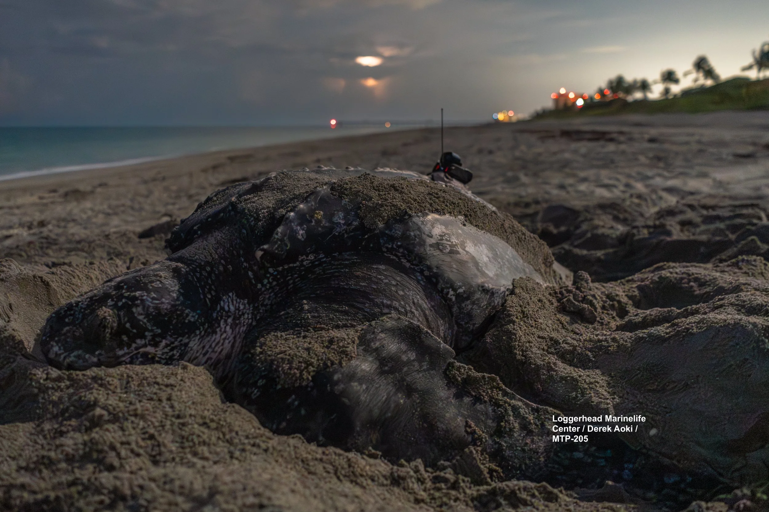 6 adult leatherbacks