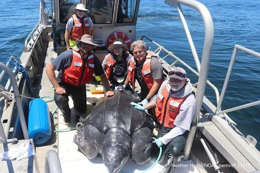 3 adult leatherbacks