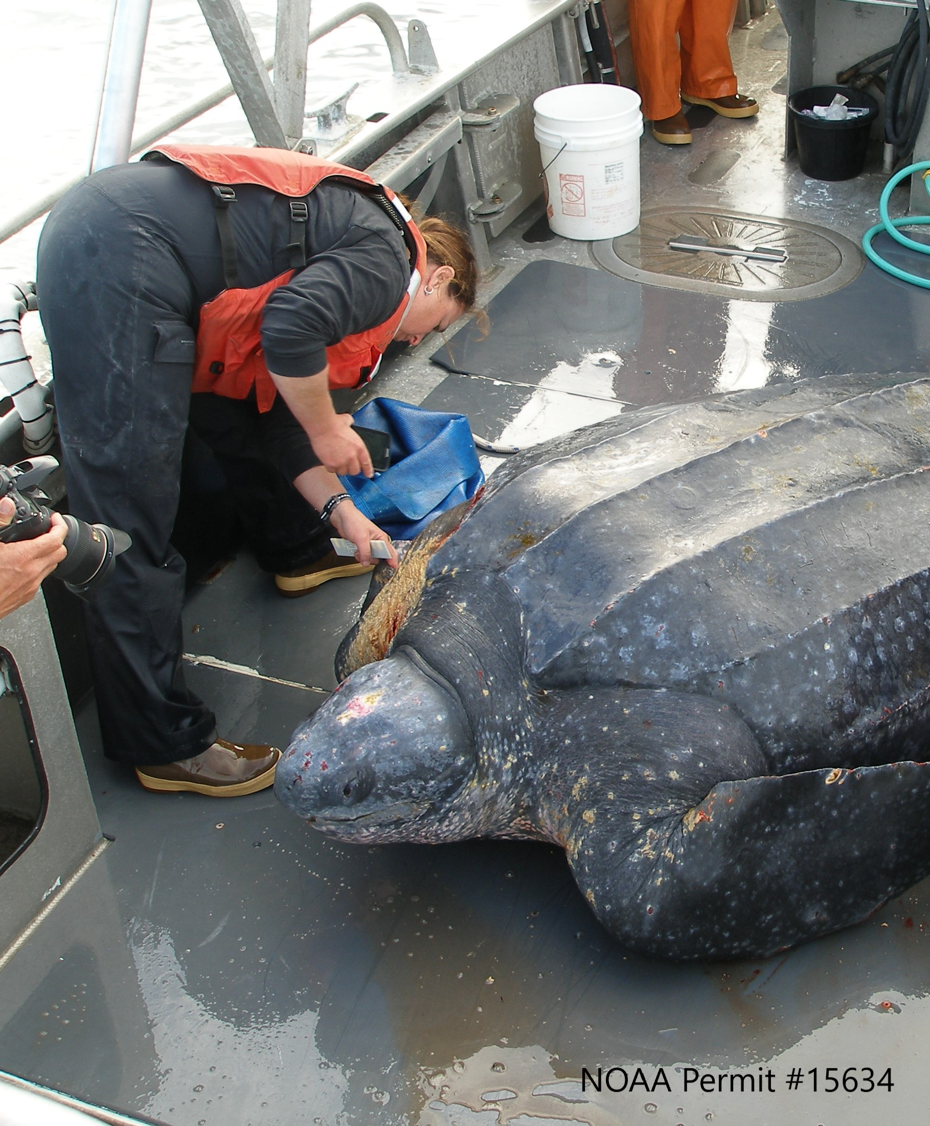 Wildlife Veterinarian Dr. Heather Harris: Lightning Talk on Leatherbacks