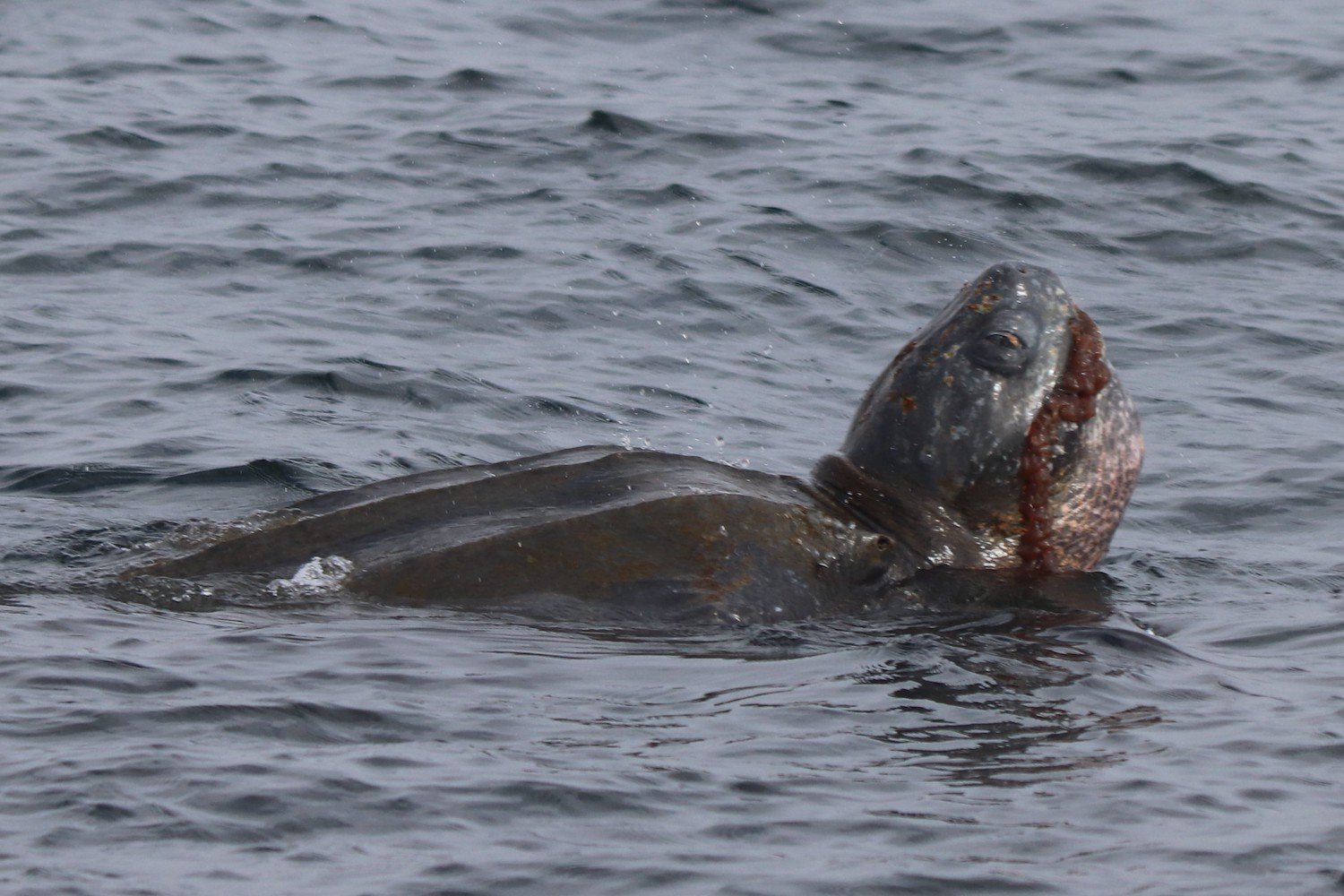 How much food does a leatherback need to thrive?
