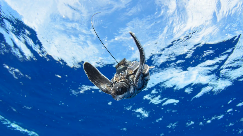 8 juvenile leatherbacks