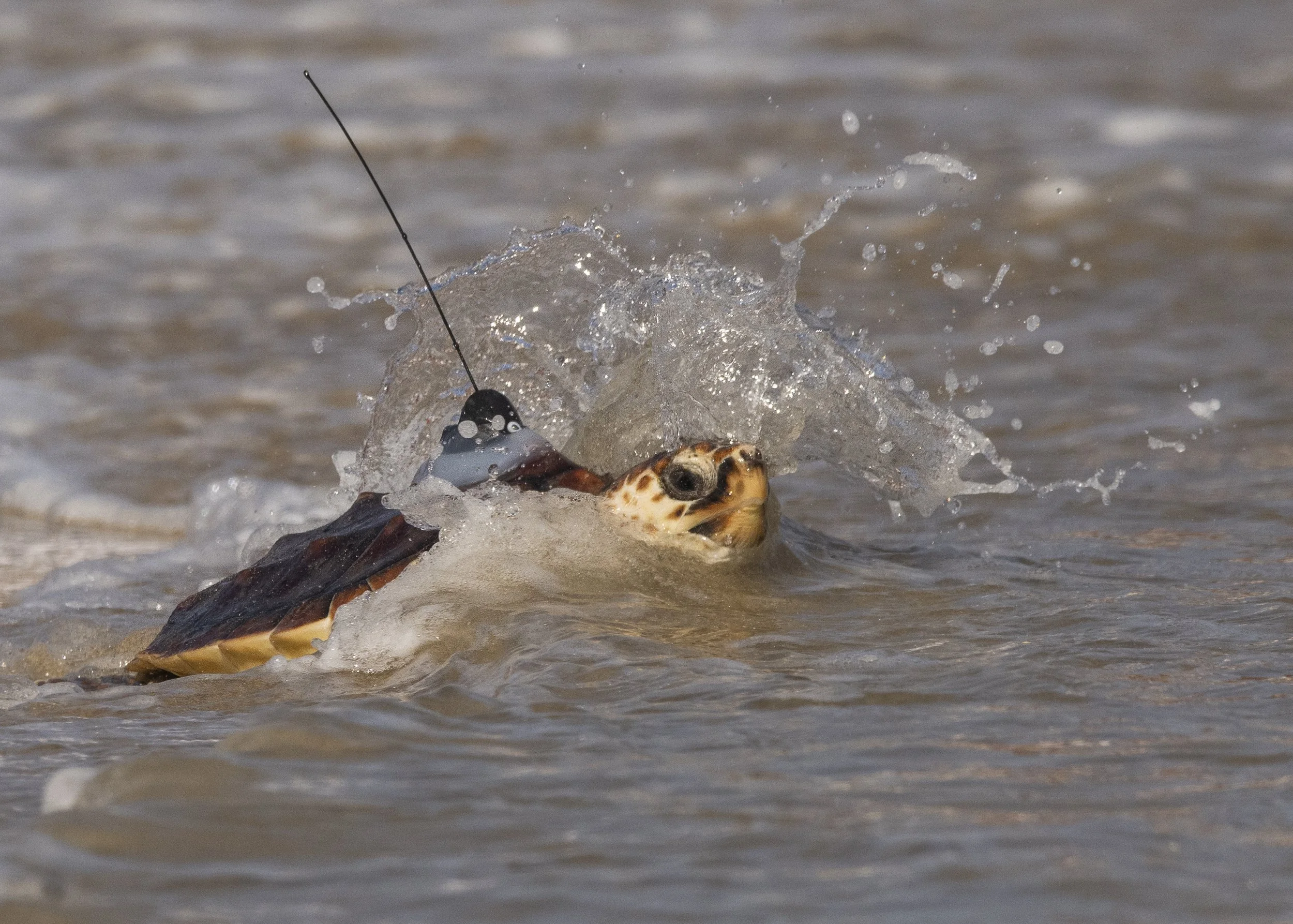 55 juvenile loggerheads