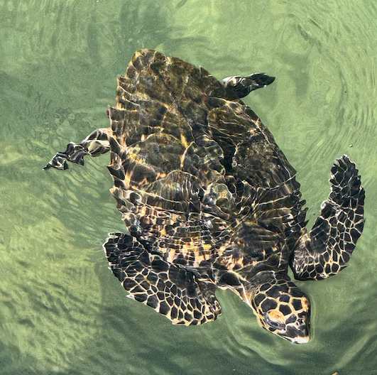 10 juvenile hawksbills