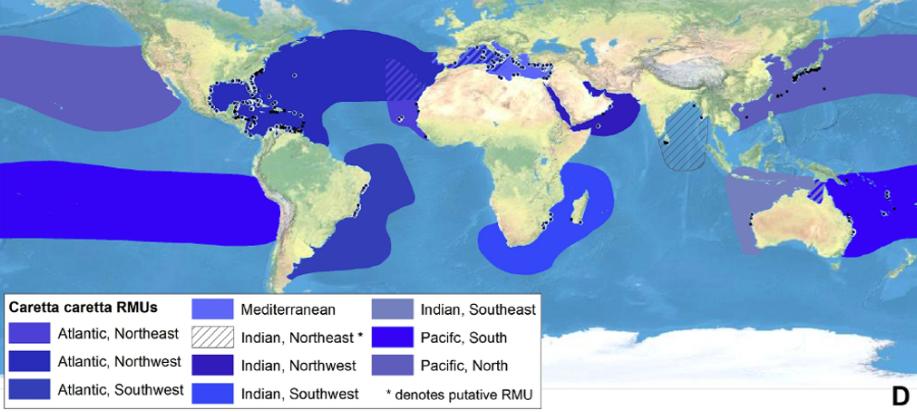 Loggerhead Musk Turtle Map Farewell and Good Luck, Ember! — Upwell