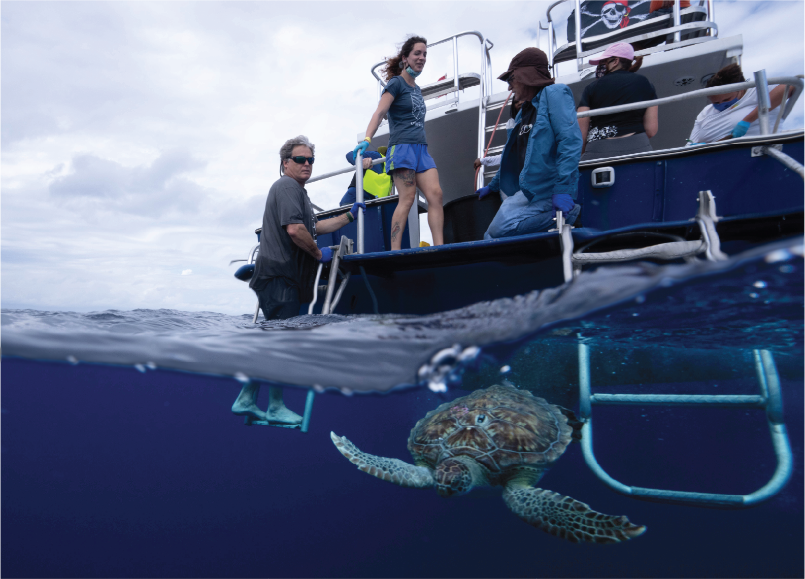 Green sea turtle swims away after release with a micro-satellite tag