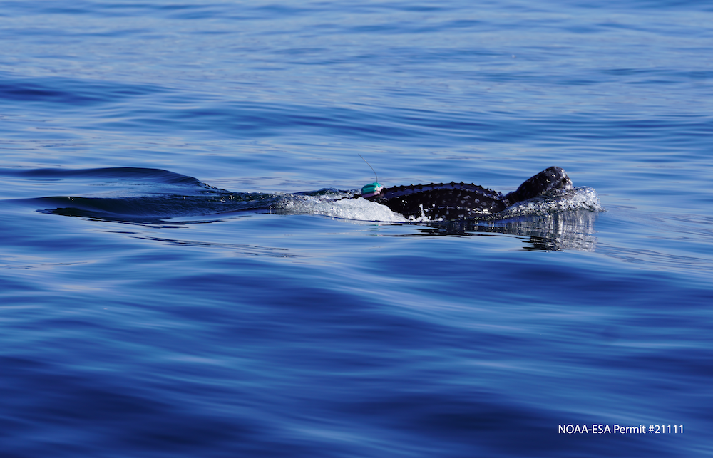 Pacific Leatherback Monitoring Drives Oceanwide Conservation Planning