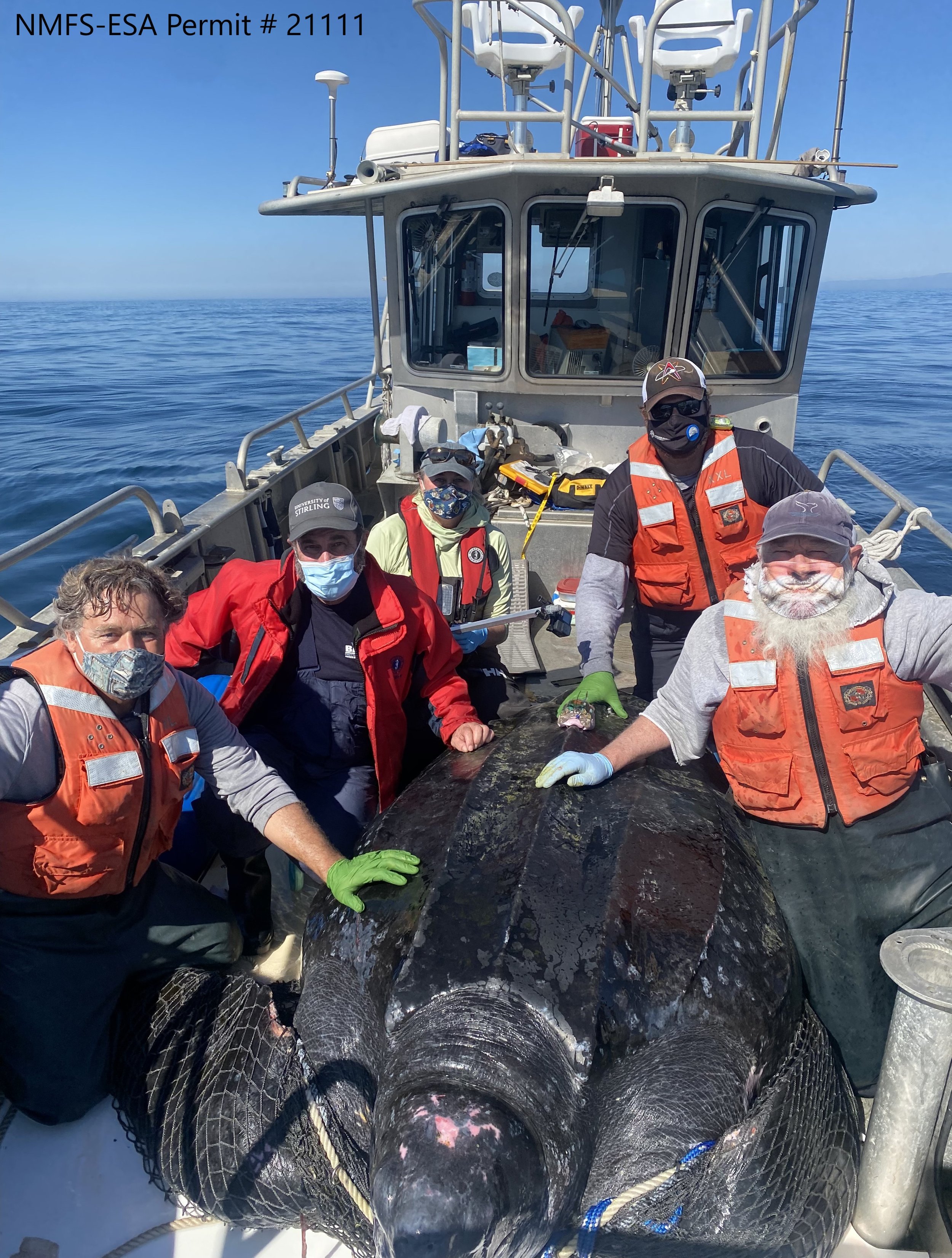 Massive leatherback sea turtle satellite tagged in California