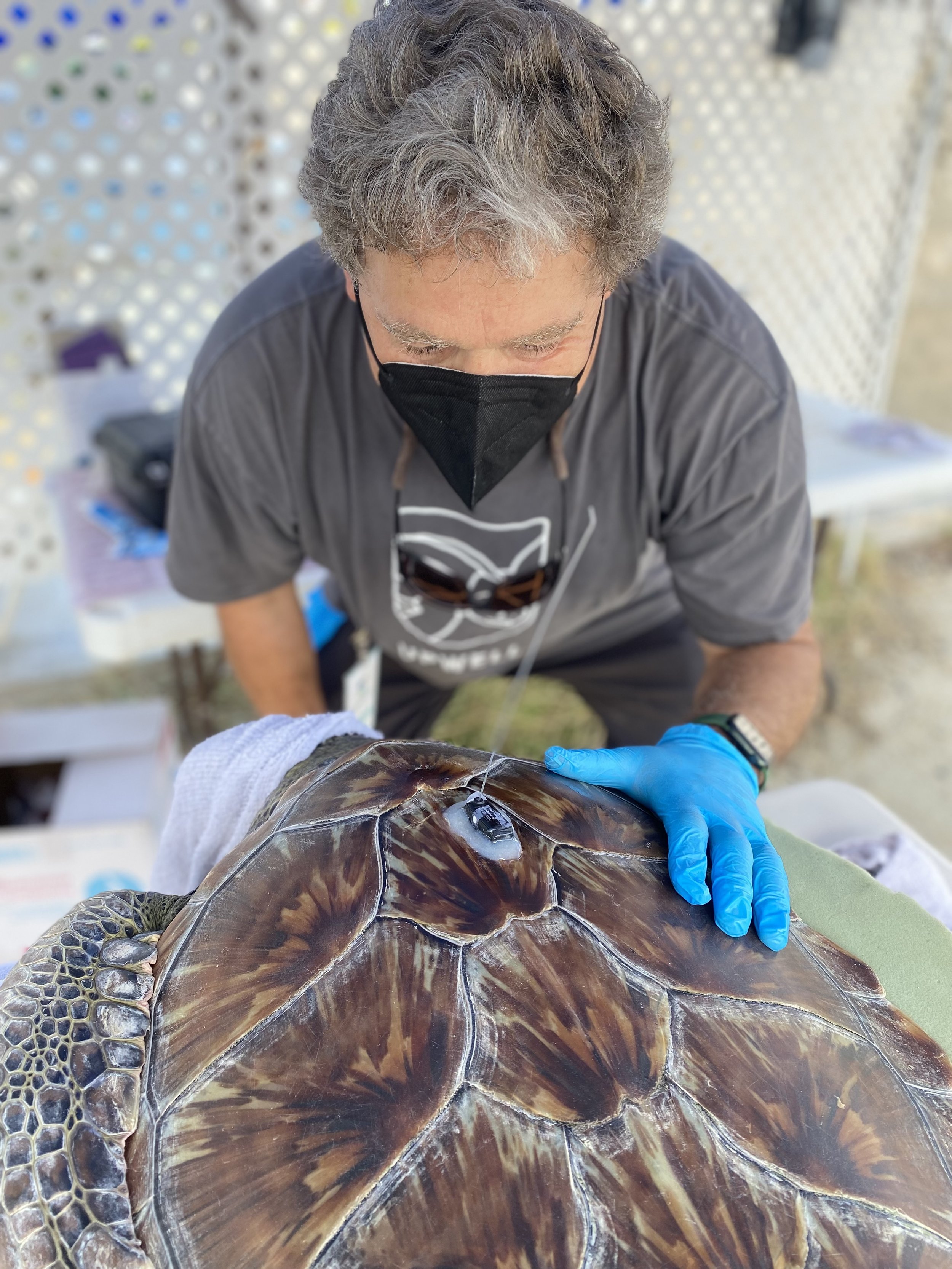 Dr. George Shillinger examines the attachment of a micro-satellite tag