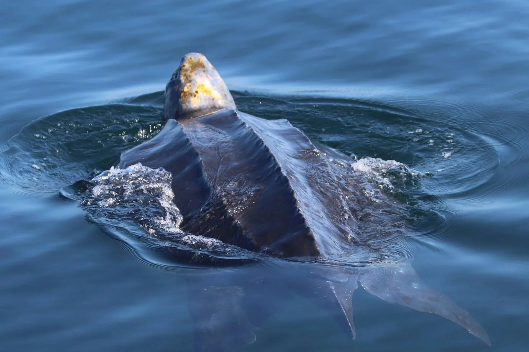 First Leatherback Tagged in the California Current Since 2022