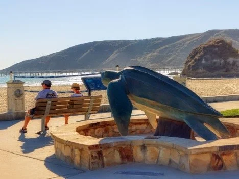 Get Face-to-Face with California's Official State Marine Reptile