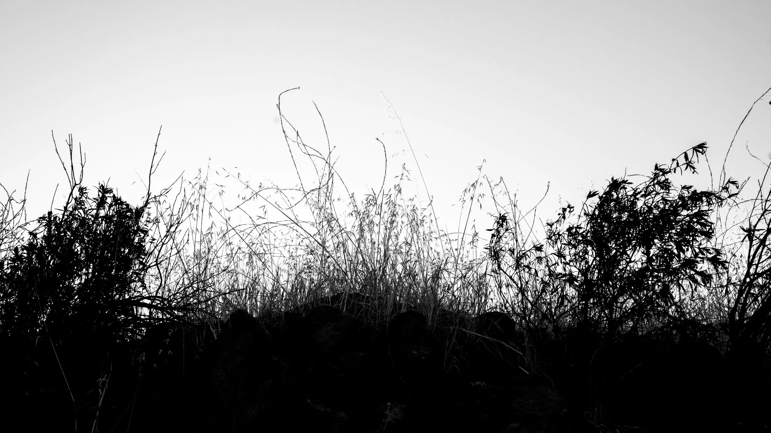 Shelf Rd-98.jpg