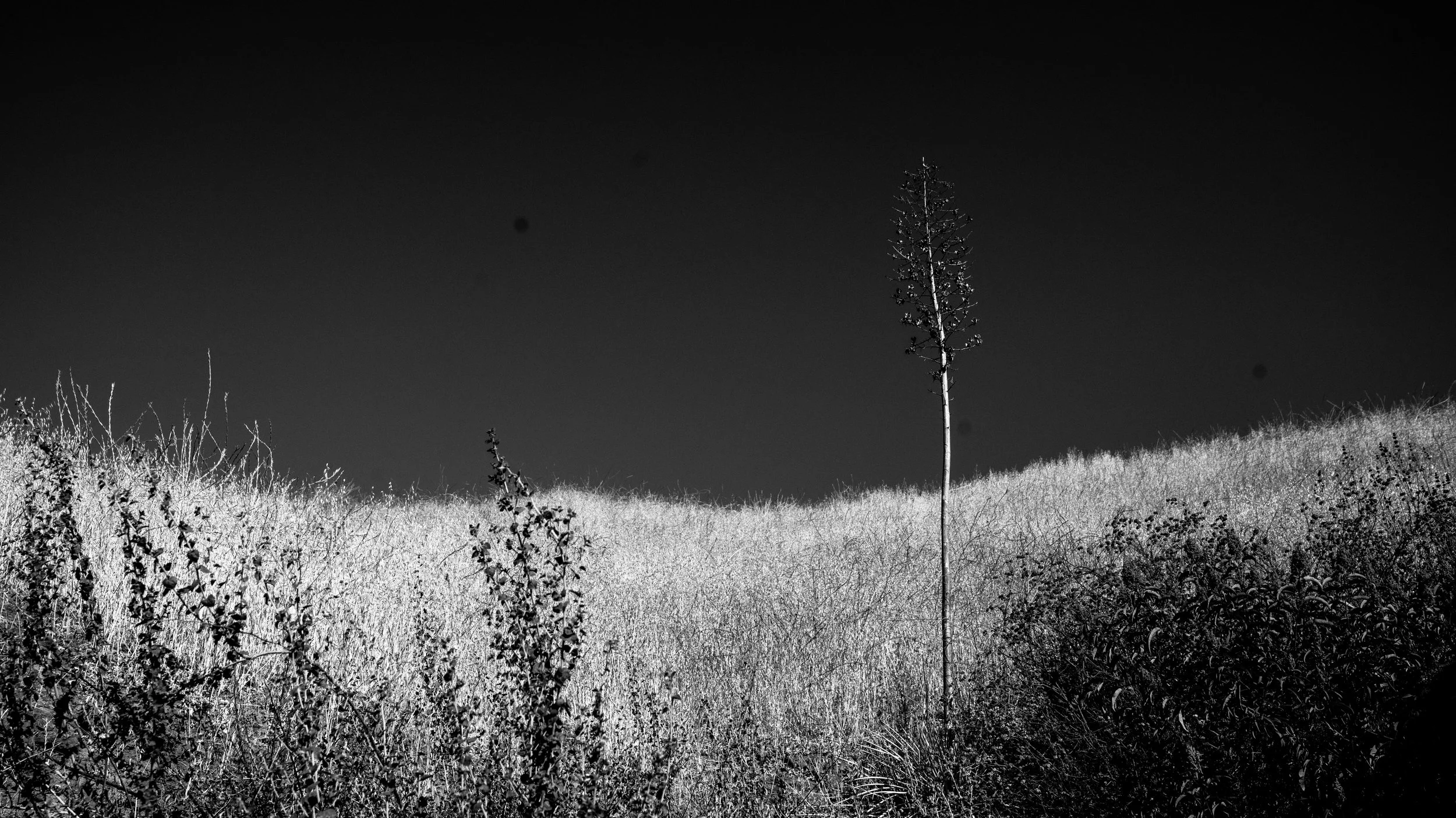 Shelf Rd-103.jpg