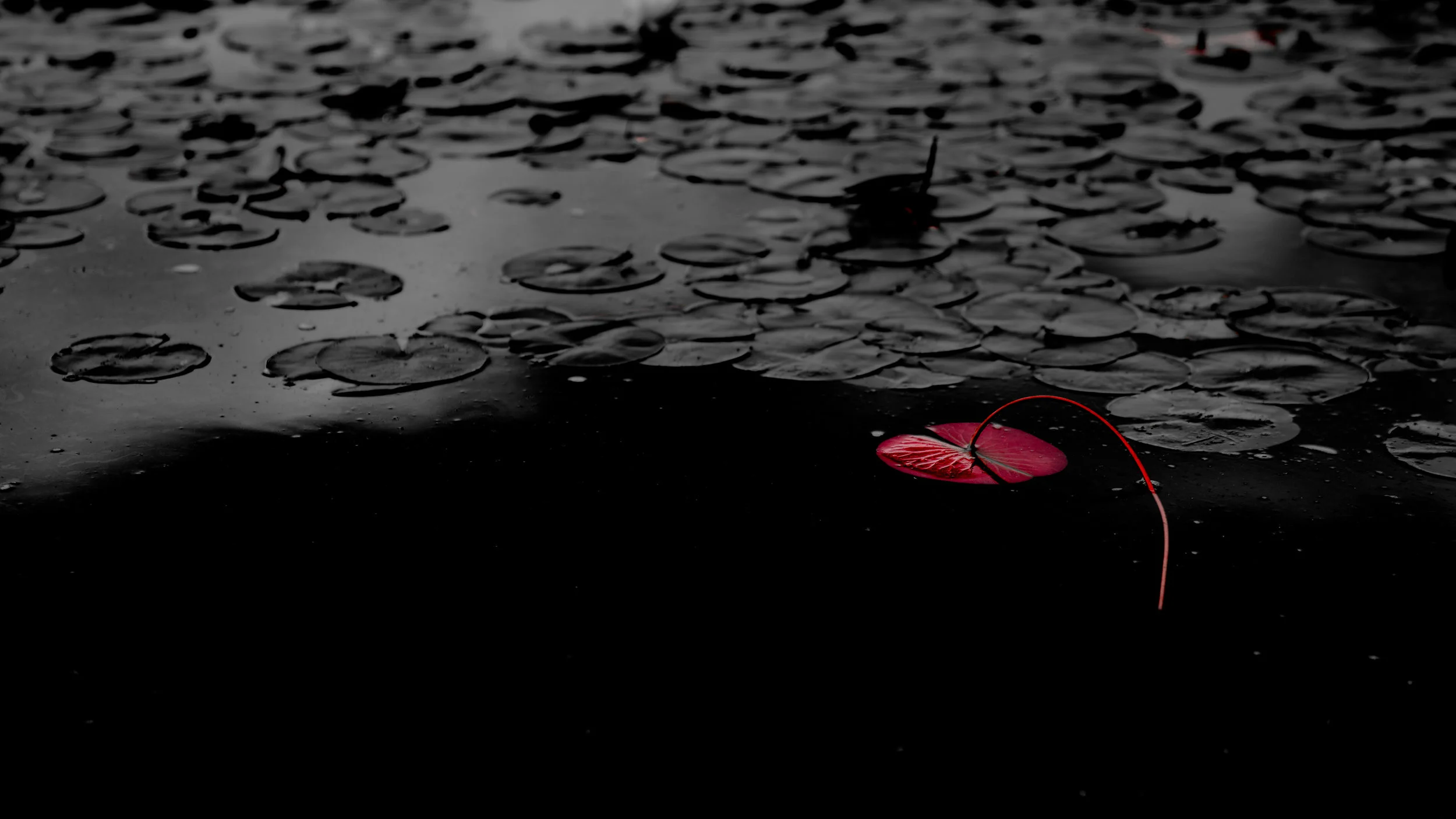 lily pond-5.jpg