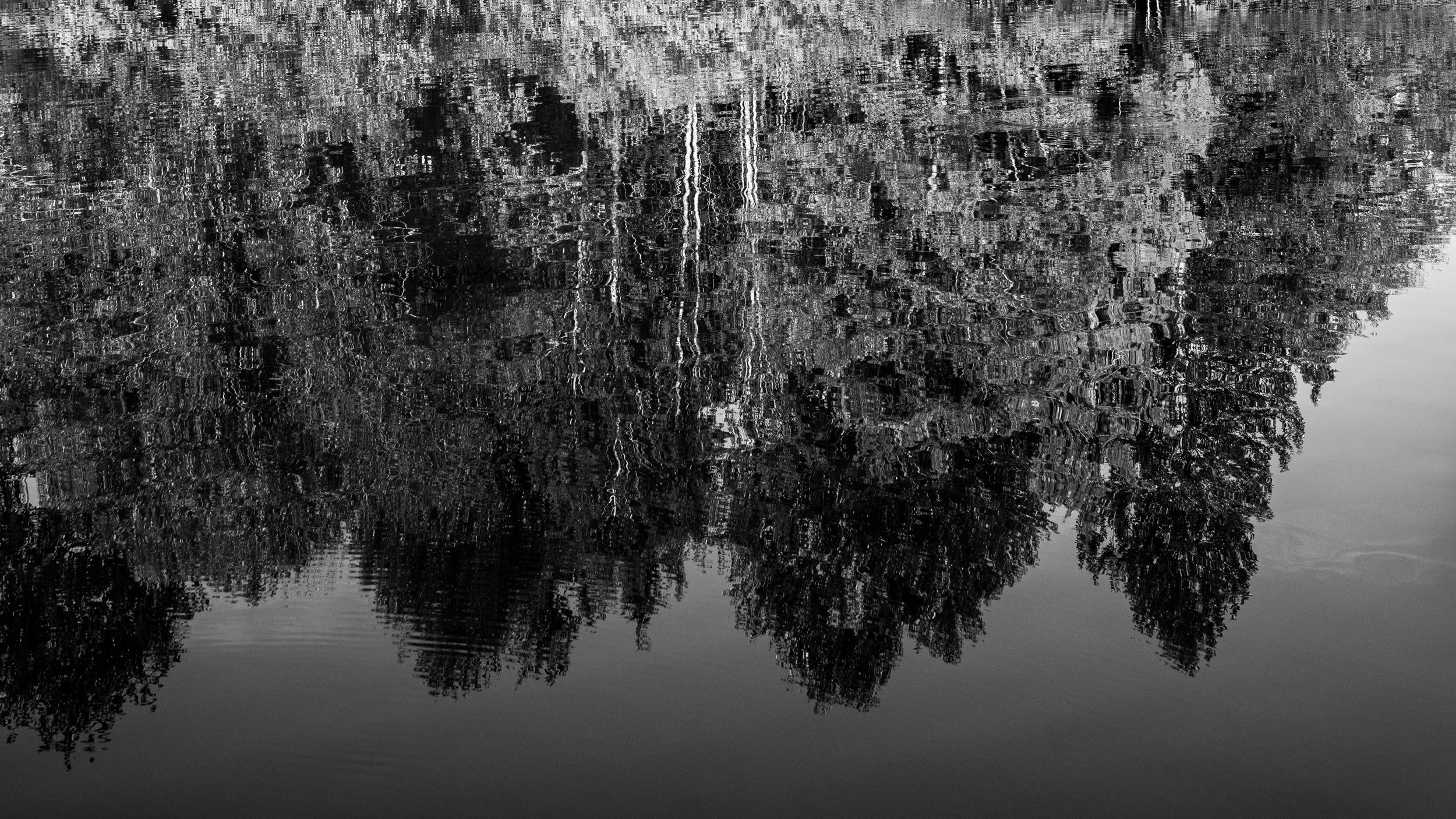 lily pond-7.jpg