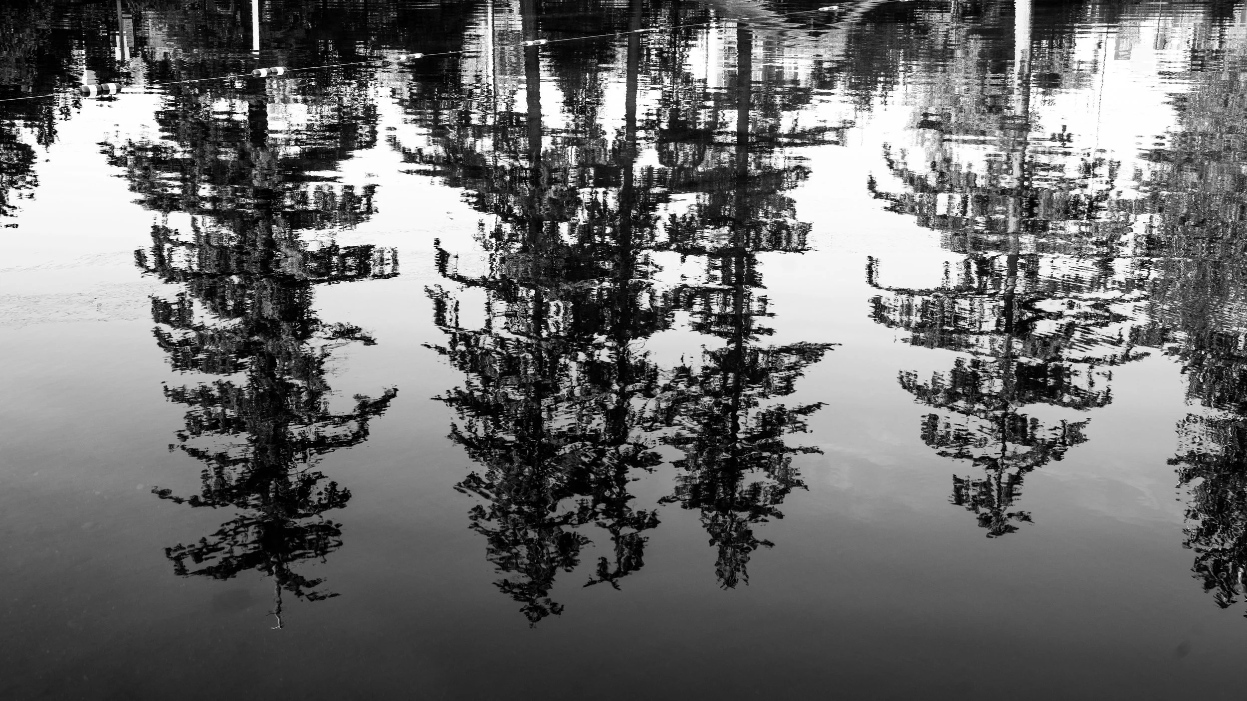 lily pond-8.jpg