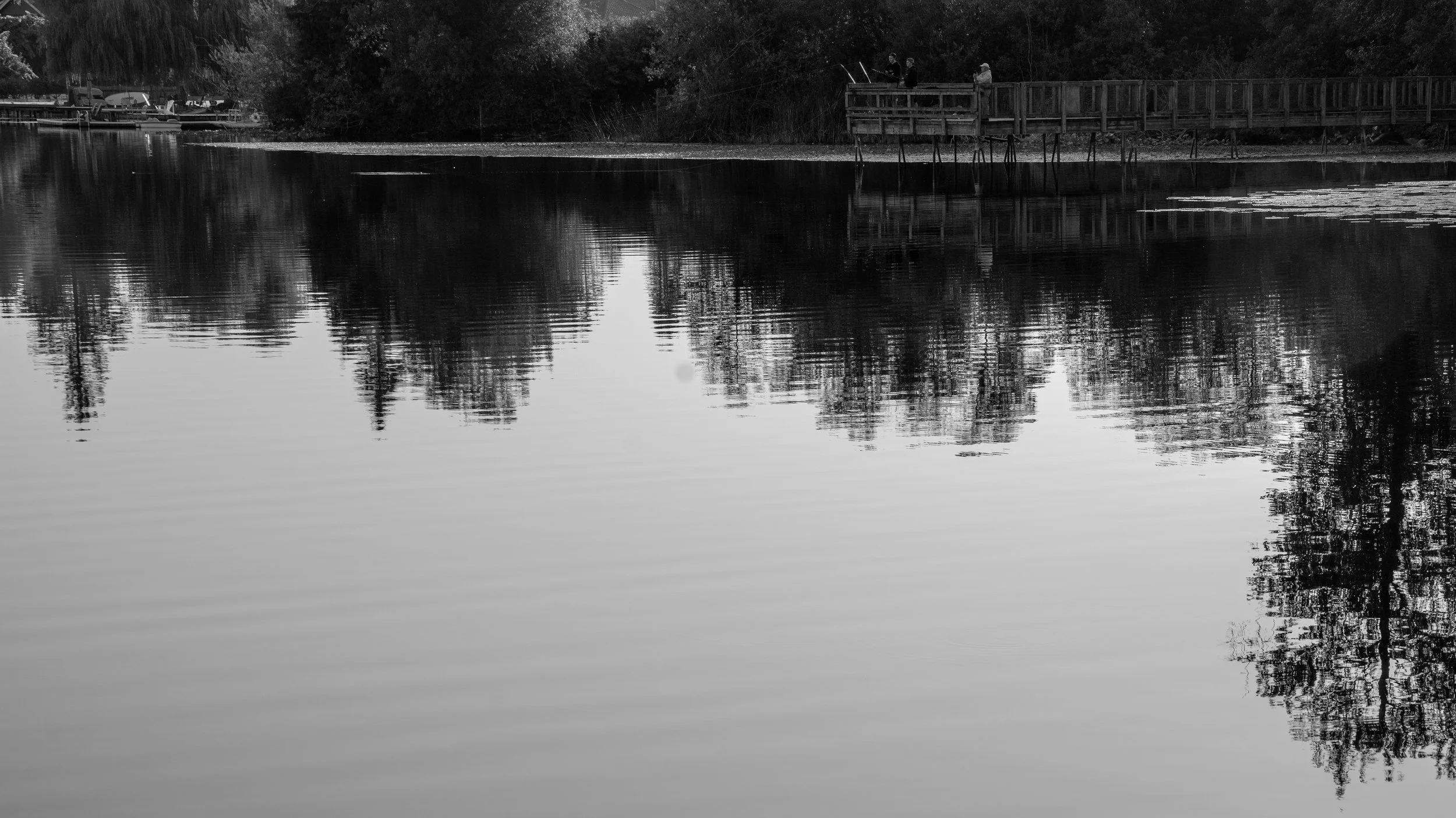 lily pond-10.jpg