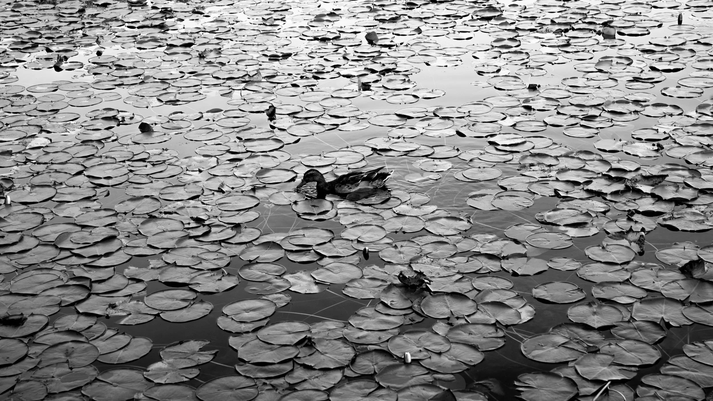 lily pond-12.jpg