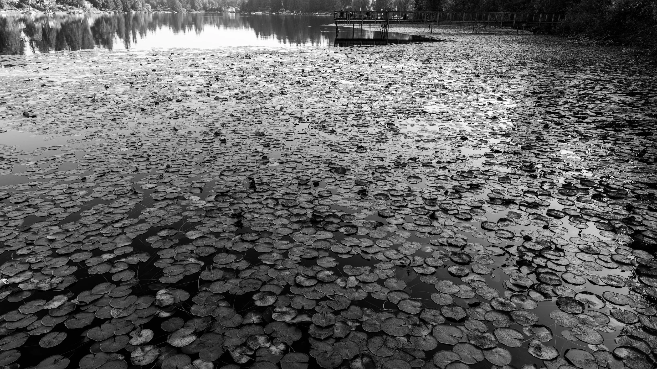 lily pond-11.jpg