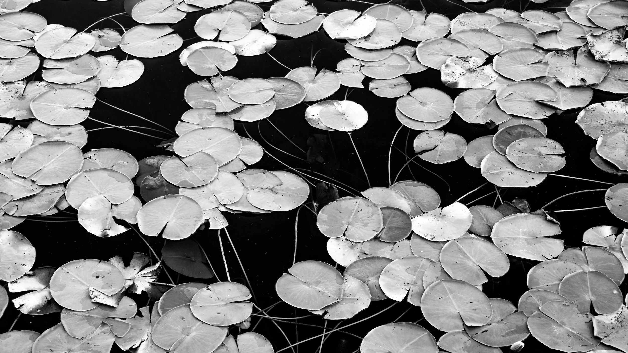 lily pond-14.jpg